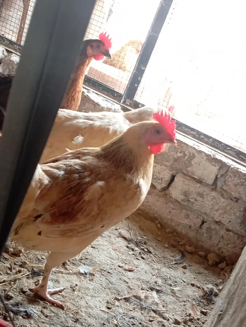 dessi murgiya For sale | Eggs lying Hens| 100% Healthy and active — photo 9