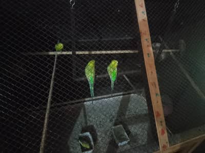 7 piece hain total selling Australian parrot