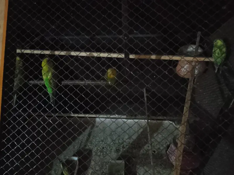 7 piece hain total selling Australian parrot — photo 2