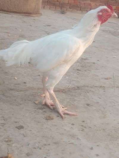 Top Quality Heera Breed Chick