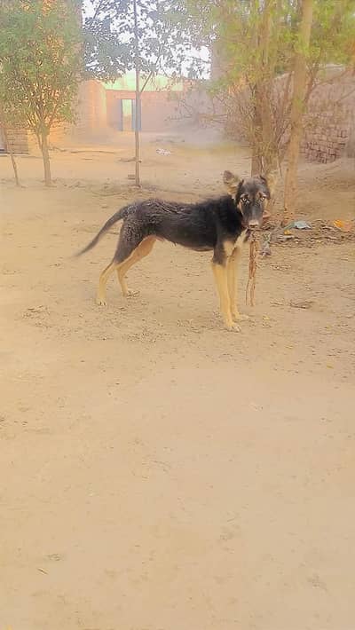 Contact No 03436399550 4 Months Old German Shepherd Puppy For Sale