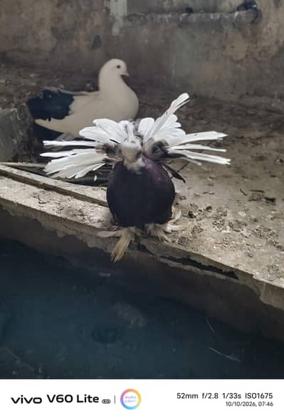 healthy and active lakkay for sale