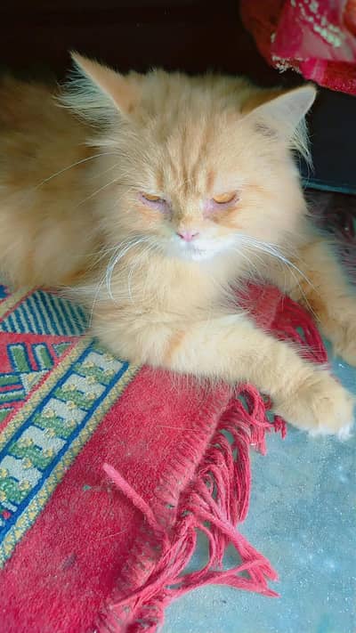 Persian cat triple cottaed for sale in urgent