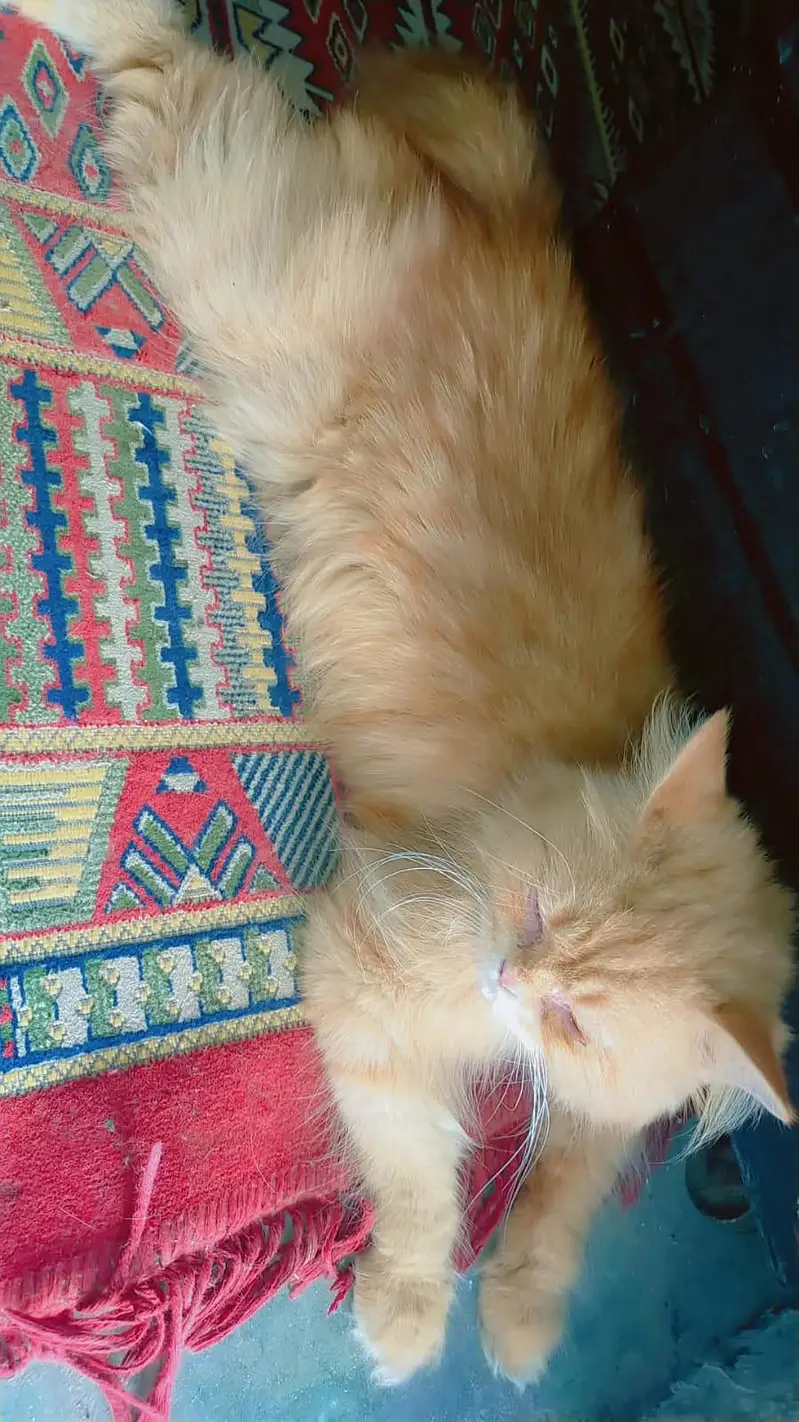 Persian cat triple cottaed for sale in urgent — photo 3