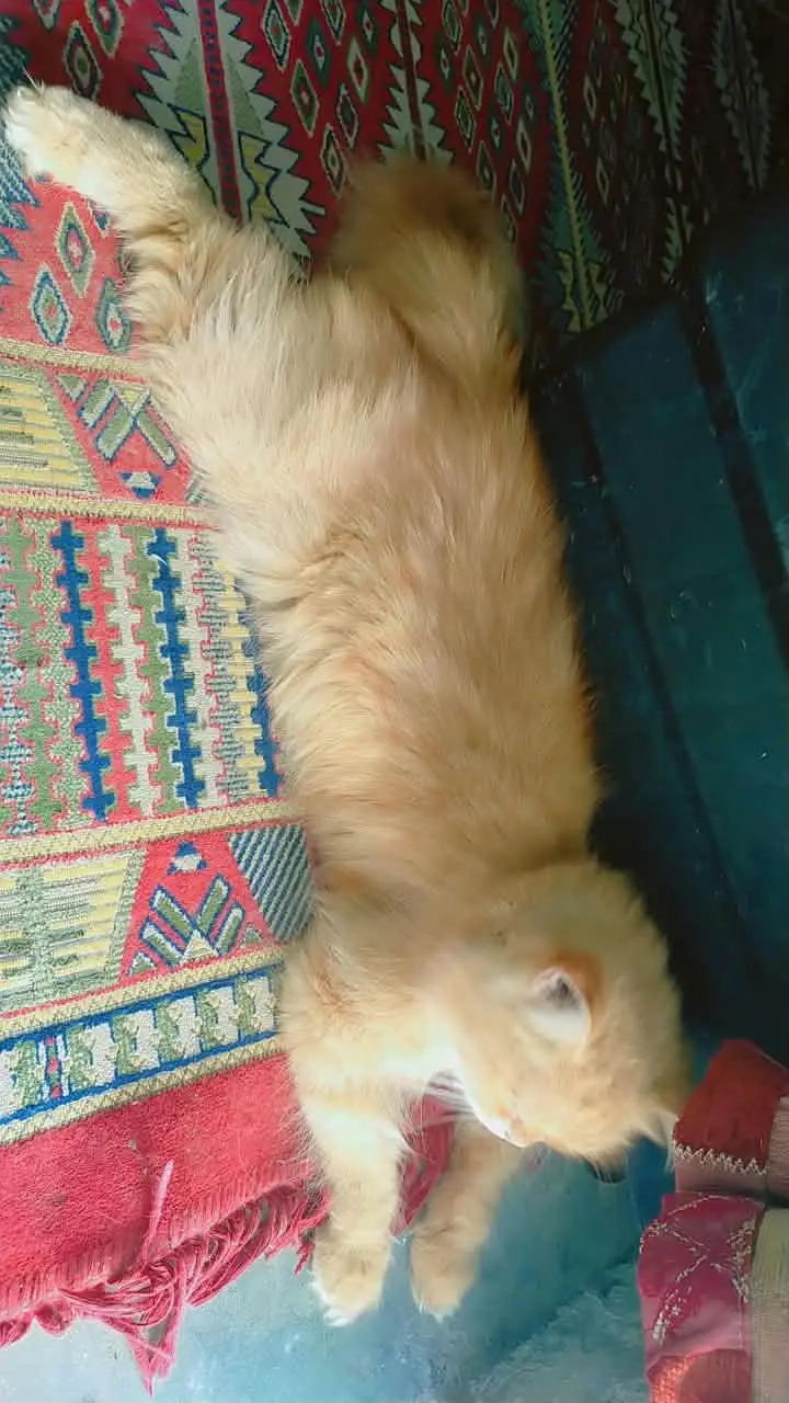 Persian cat triple cottaed for sale in urgent — photo 4