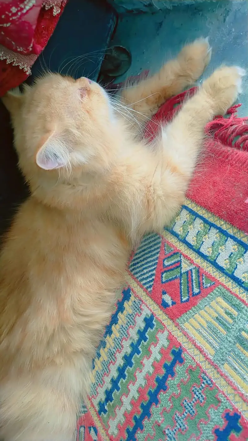 Persian cat triple cottaed for sale in urgent — photo 5