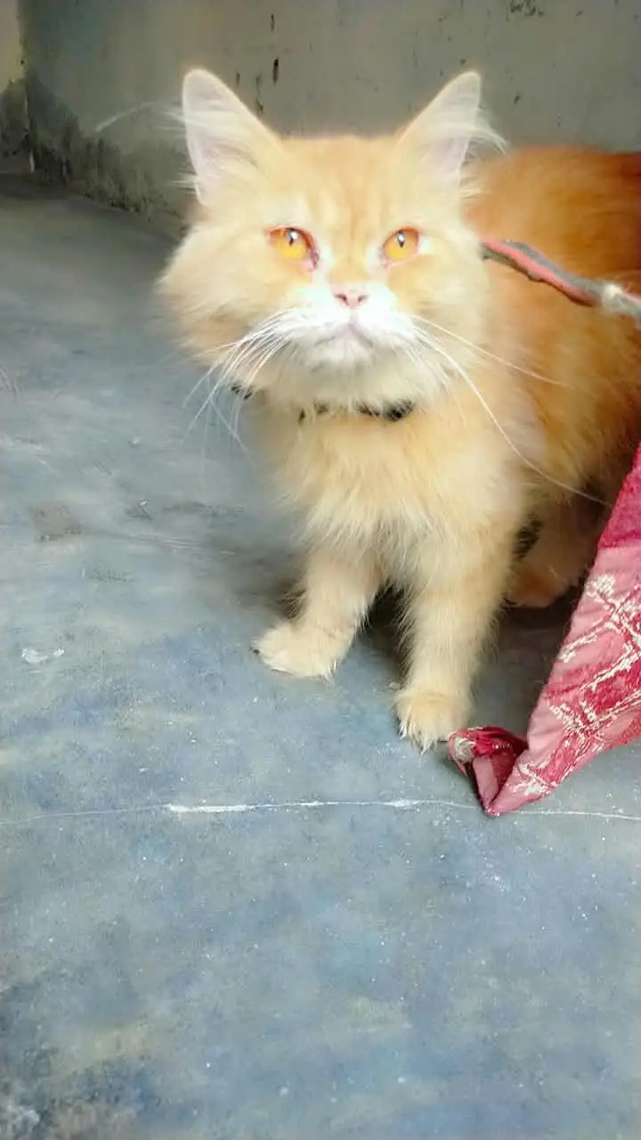 Persian cat triple cottaed for sale in urgent — photo 6