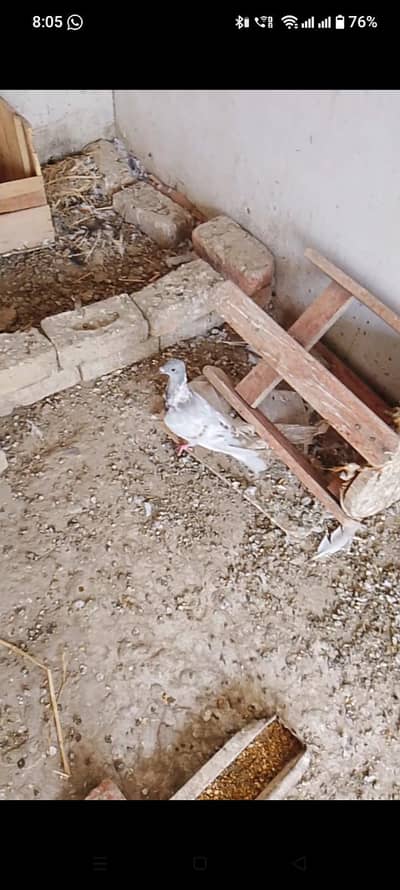 3 pathe for sale pigeons
