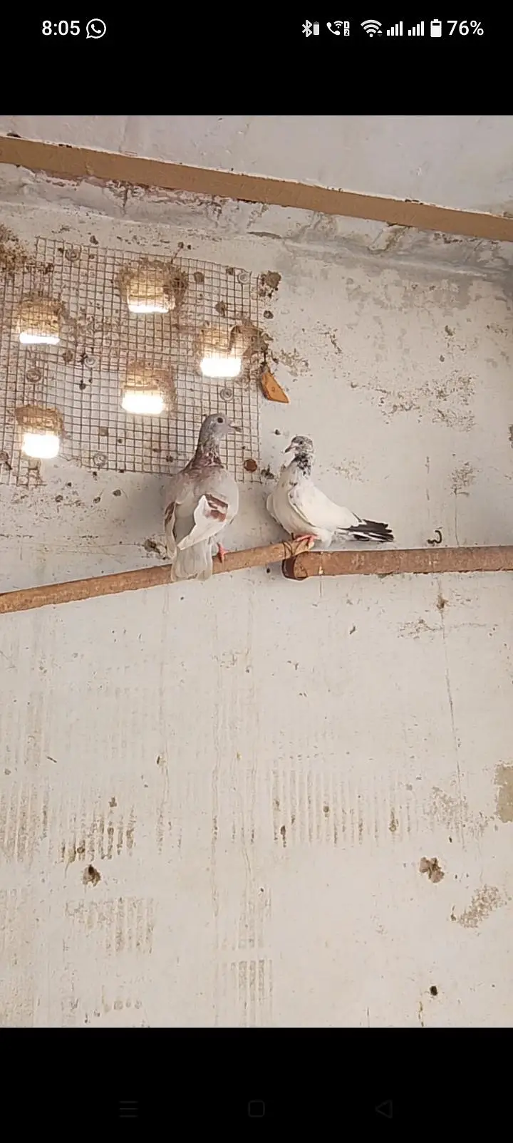 3 pathe for sale pigeons or 1 Aseel murga ha — photo 2