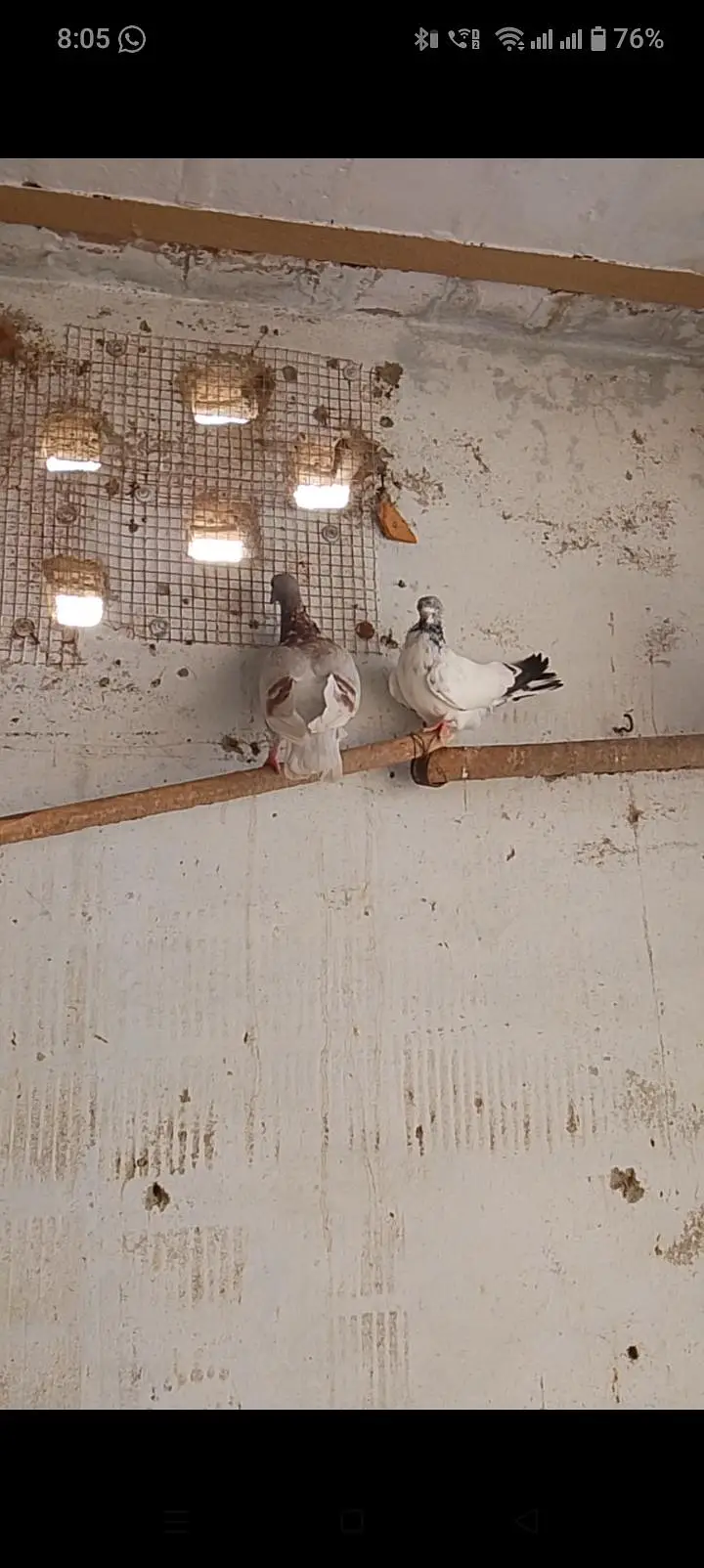 3 pathe for sale pigeons or 1 Aseel murga ha — photo 3
