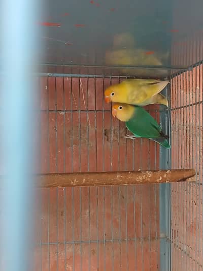 Healthy and Active breeder pair