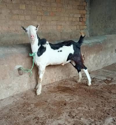 Teda Tedi goat