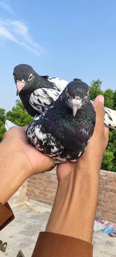 Bankka breeder pair for sale urgent