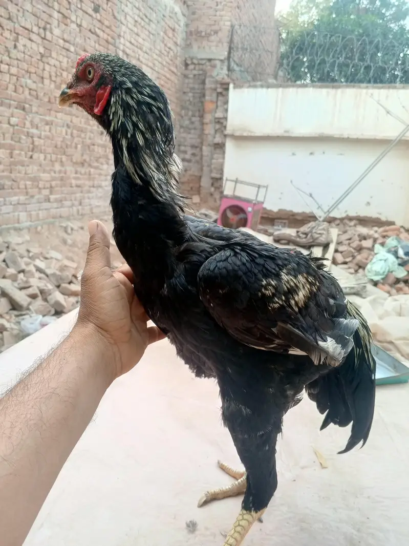 shamo cross morga WhatsApp 03077806514 — photo 2