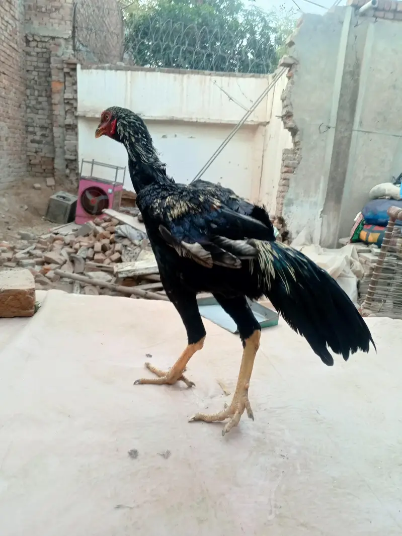 shamo cross morga WhatsApp 03077806514 — photo 3