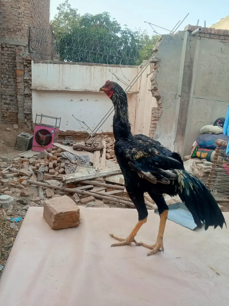 shamo cross morga WhatsApp 03077806514 — photo 4