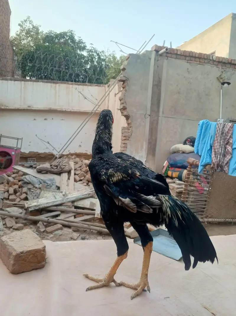 shamo cross morga WhatsApp 03077806514 — photo 5