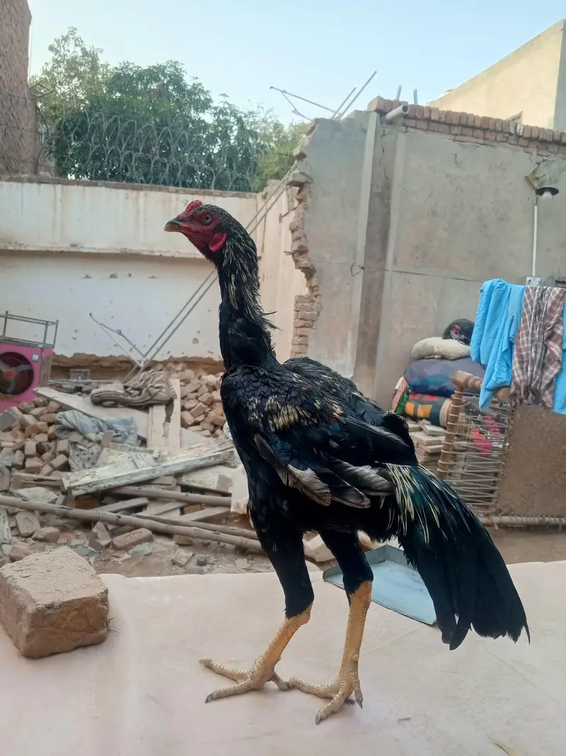shamo cross morga WhatsApp 03077806514 — photo 6