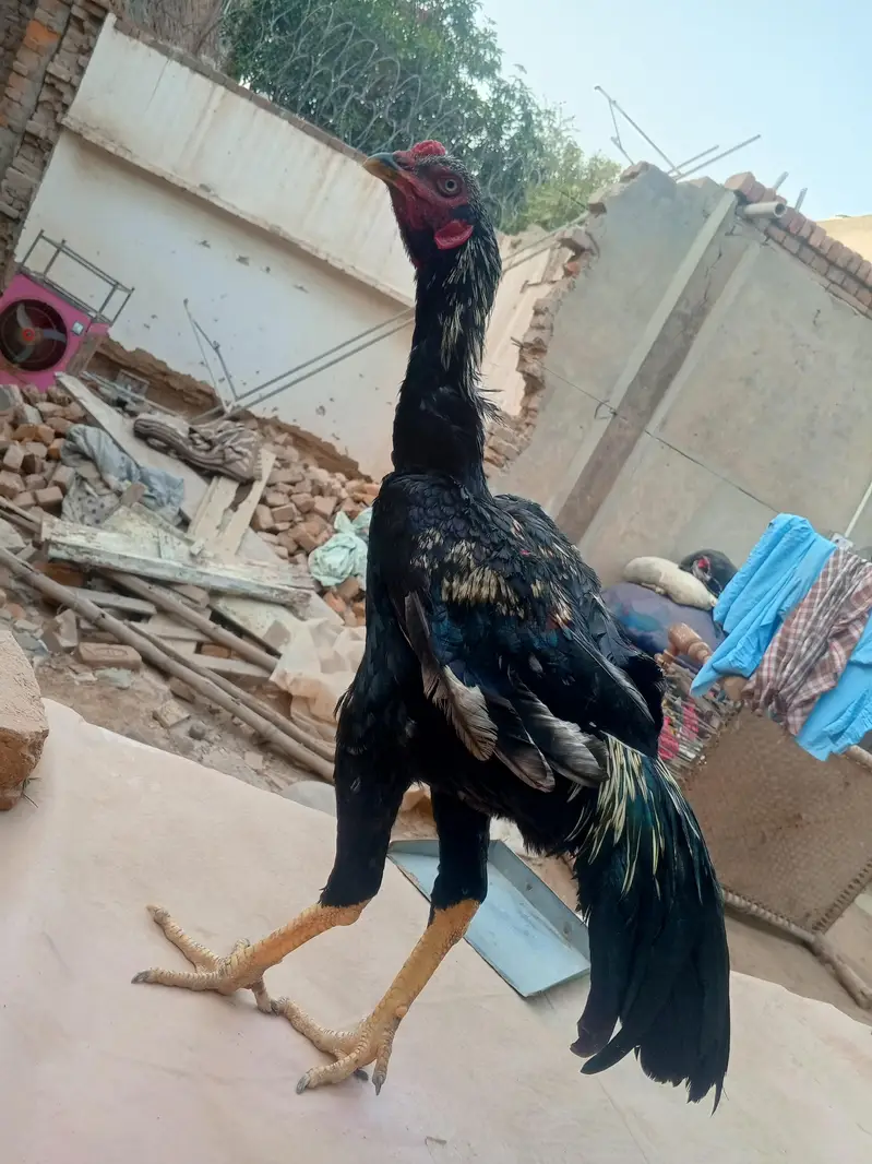 shamo cross morga WhatsApp 03077806514 — photo 7
