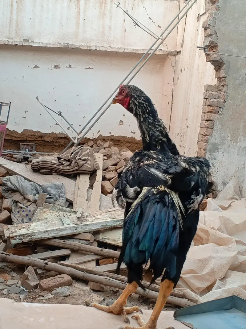 shamo cross morga WhatsApp 03077806514 — photo 8
