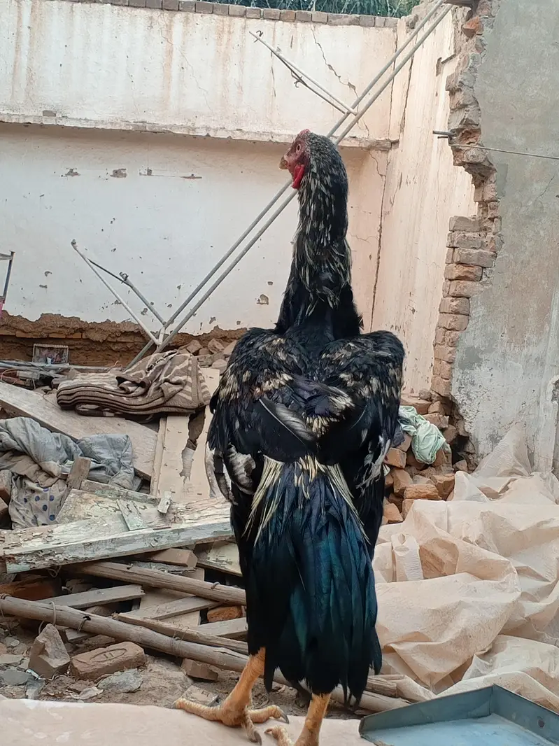 shamo cross morga WhatsApp 03077806514 — photo 9