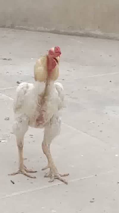 Aseel German Oshamo Male