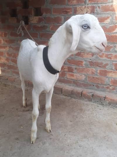 brbari patt. 8mah