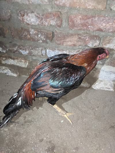 aseel murga for sale
