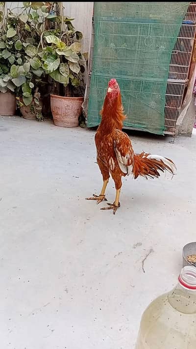 For Sale