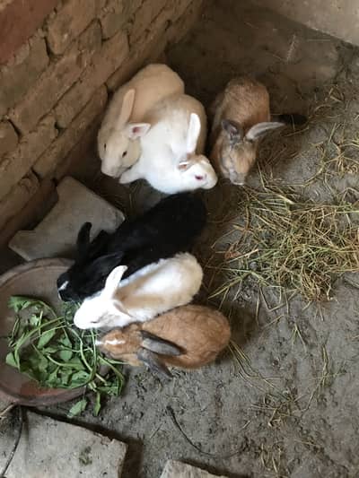 Rabbits for sale breeder 2 female bachea Denea wali h