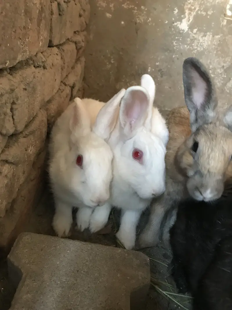 Rabbits for sale breeder 2 female bachea Denea wali h 03213831829 — photo 2