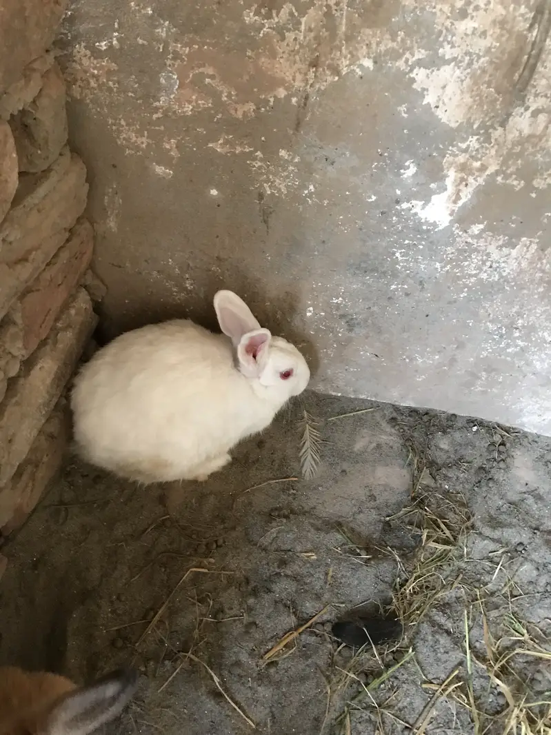 Rabbits for sale breeder 2 female bachea Denea wali h 03213831829 — photo 3