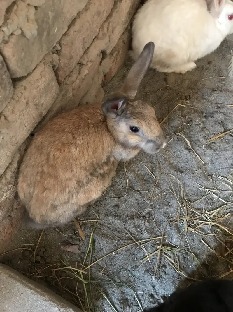Rabbits for sale breeder 2 female bachea Denea wali h 03213831829 — photo 4