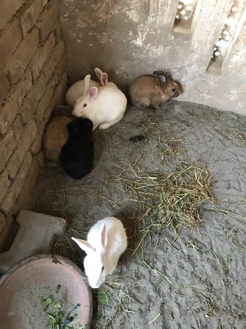 Rabbits for sale breeder 2 female bachea Denea wali h 03213831829 — photo 5