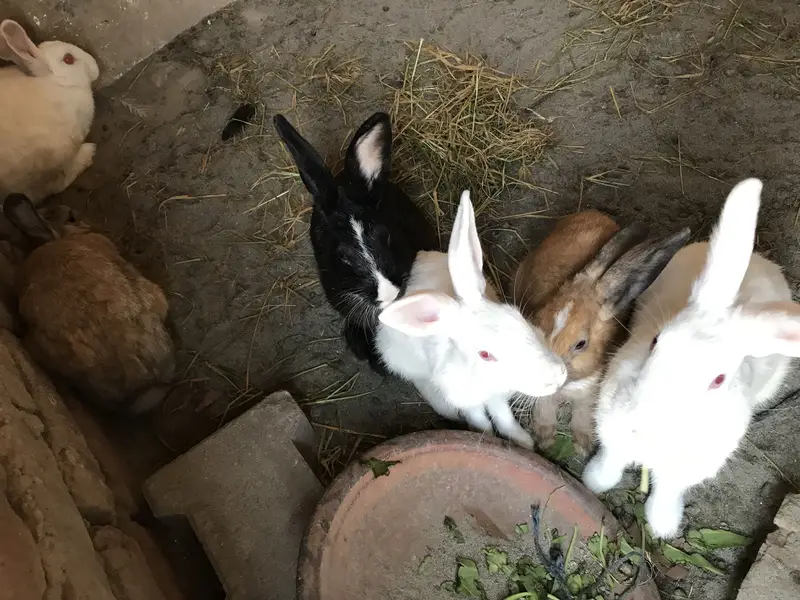 Rabbits for sale breeder 2 female bachea Denea wali h 03213831829 — photo 6