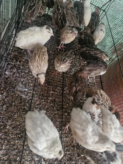 Farm Batair/ Quail available