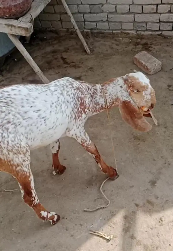 pure makkhi chhina Bakra for sale 03440797793 — photo 2