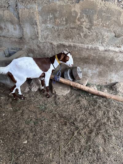 Bakri