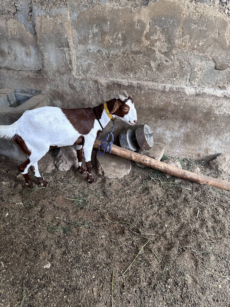 Bakri 0