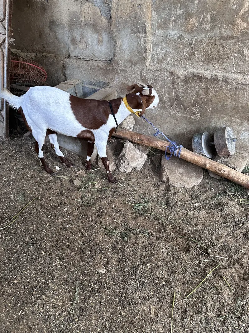 Bakri — photo 2