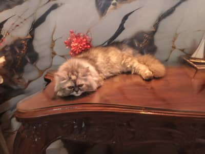 Persian cat