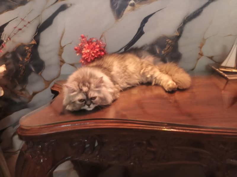 Persian cat 0