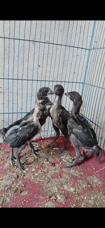 pure dragon chicks for sale, black skin