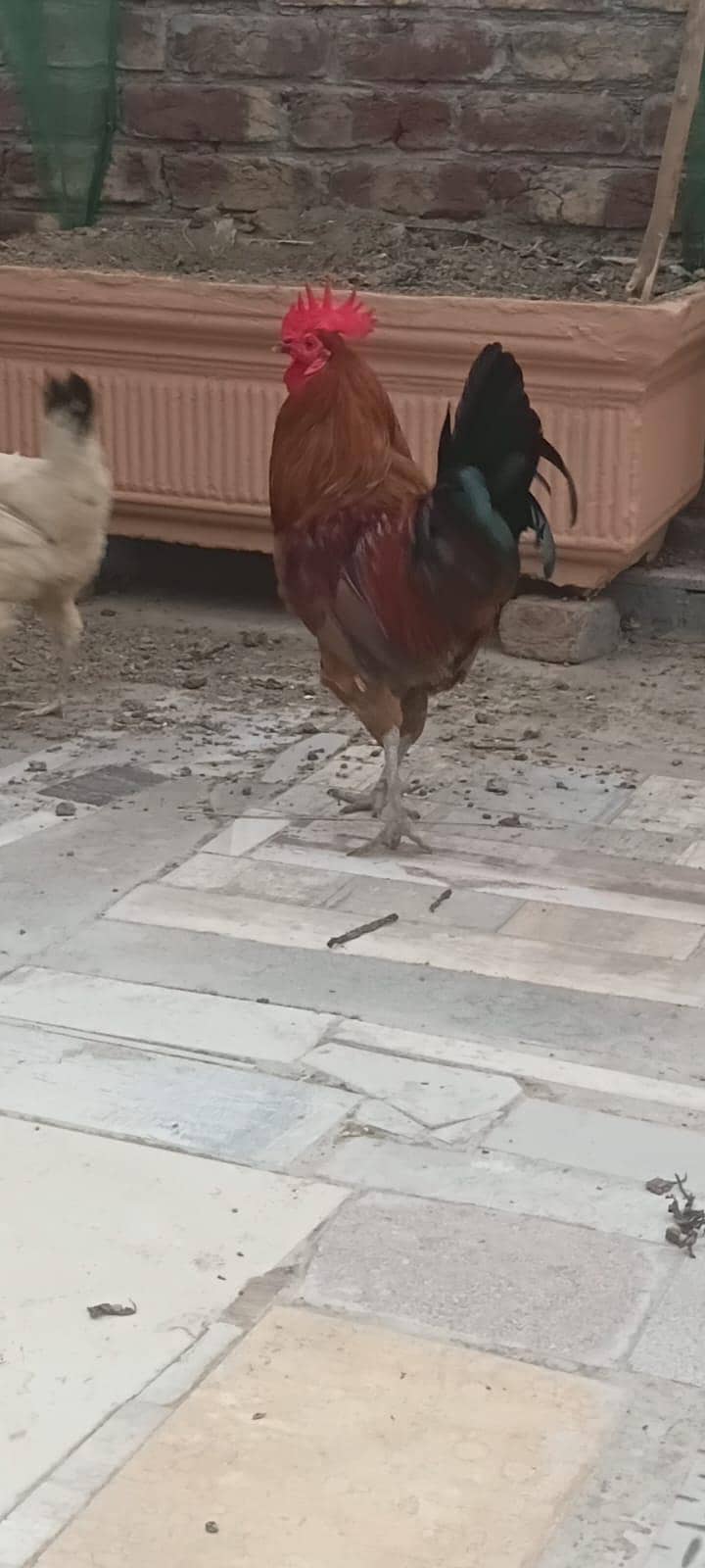 Dassi Murga 1