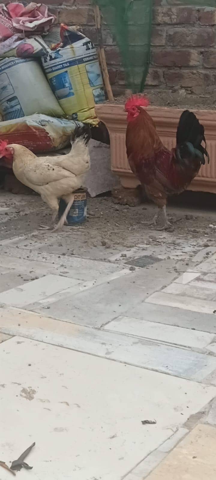 Dassi Murga 2
