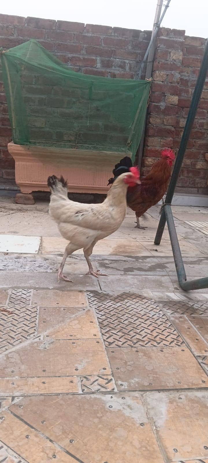 Dassi Murga 3