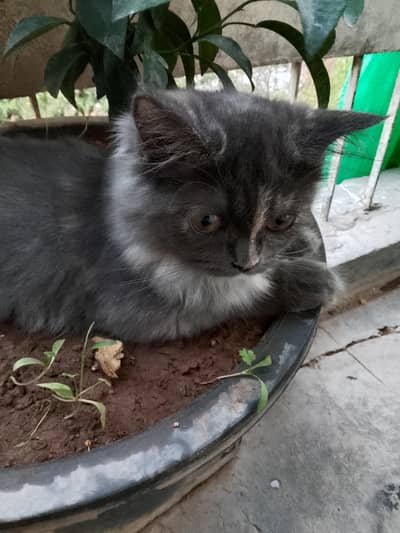 grey kitten