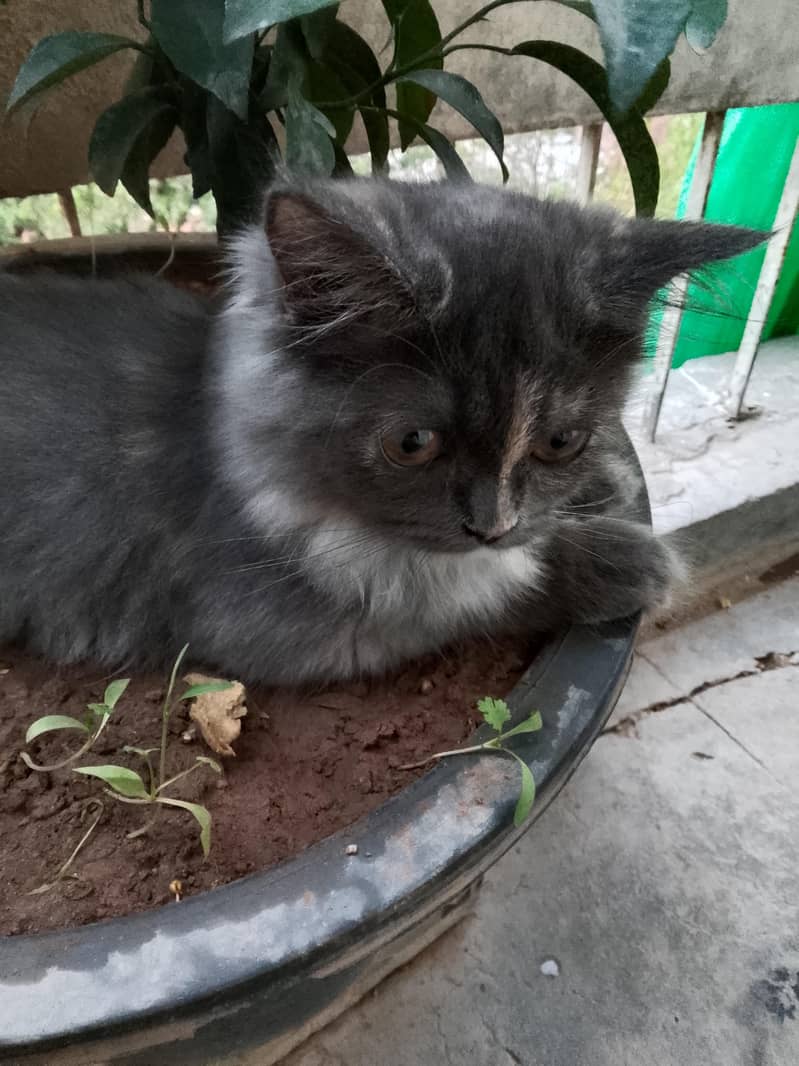 grey kitten 0