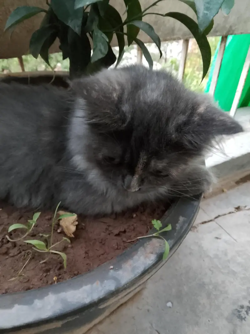 grey kitten — photo 2