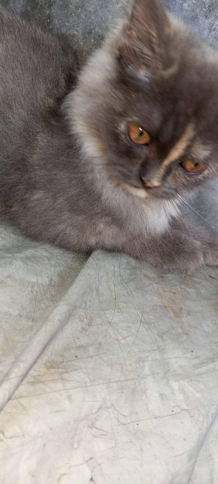 grey kitten 2